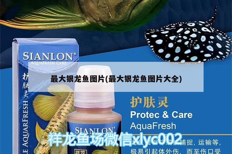 最大銀龍魚圖片(最大銀龍魚圖片大全) 最大銀龍魚圖片(最大銀龍魚圖片大全) 銀龍魚百科