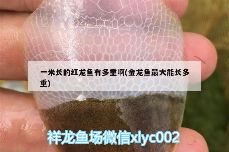 一米長的紅龍魚有多重啊(金龍魚最大能長多重)