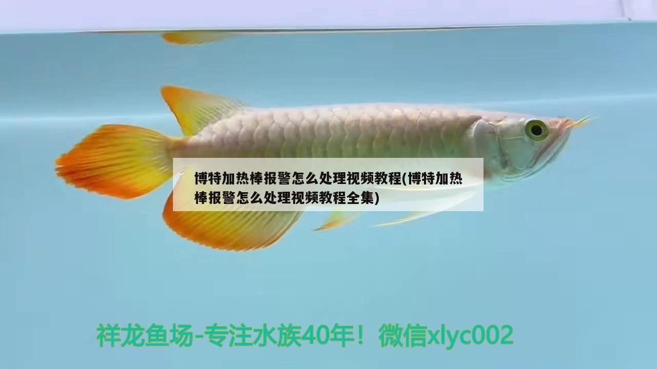 博特加熱棒報警怎么處理視頻教程(博特加熱棒報警怎么處理視頻教程全集) 博特加熱棒報警怎么處理視頻教程(博特加熱棒報警怎么處理視頻教程全集) 博特水族