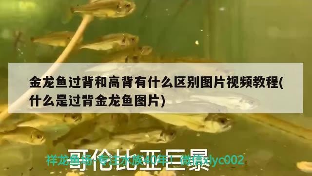 金龍魚過背和高背有什么區(qū)別圖片視頻教程(什么是過背金龍魚圖片) 金龍魚過背和高背有什么區(qū)別圖片視頻教程(什么是過背金龍魚圖片) 金龍魚百科