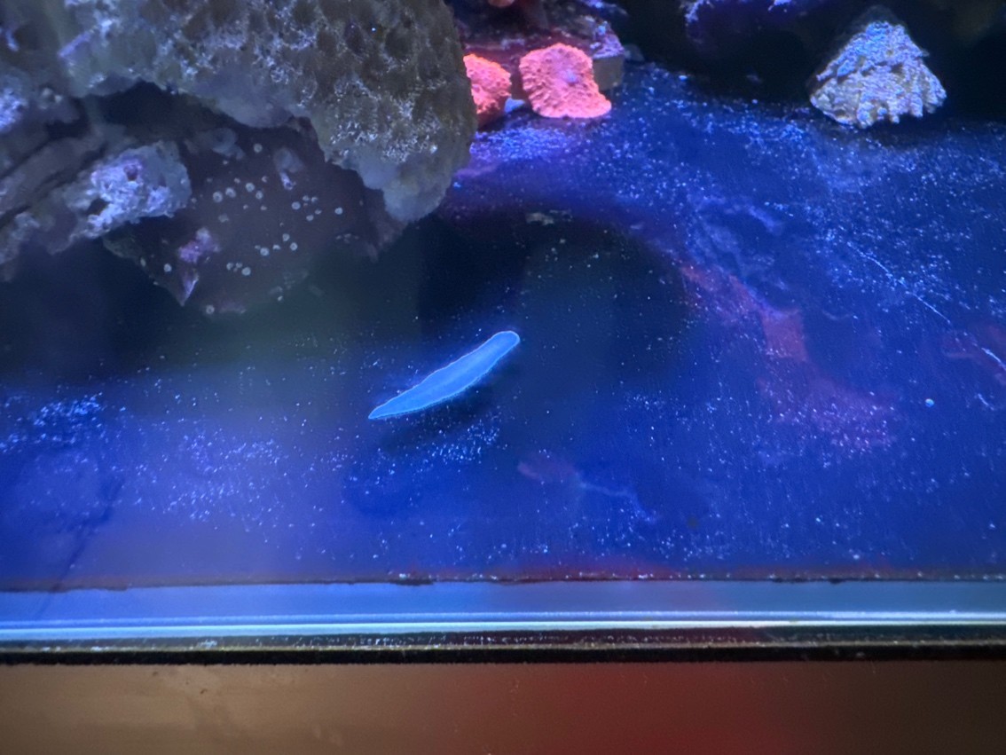 請問一下大神，這個是什么外星生物??？