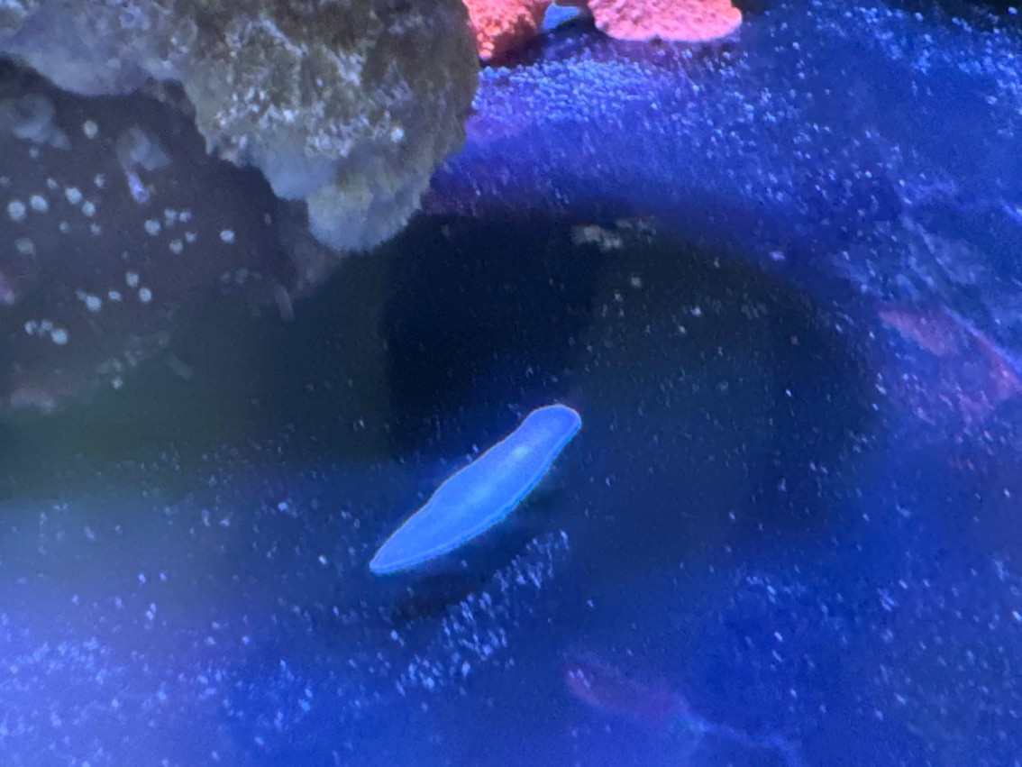 請問一下大神，這個是什么外星生物啊？