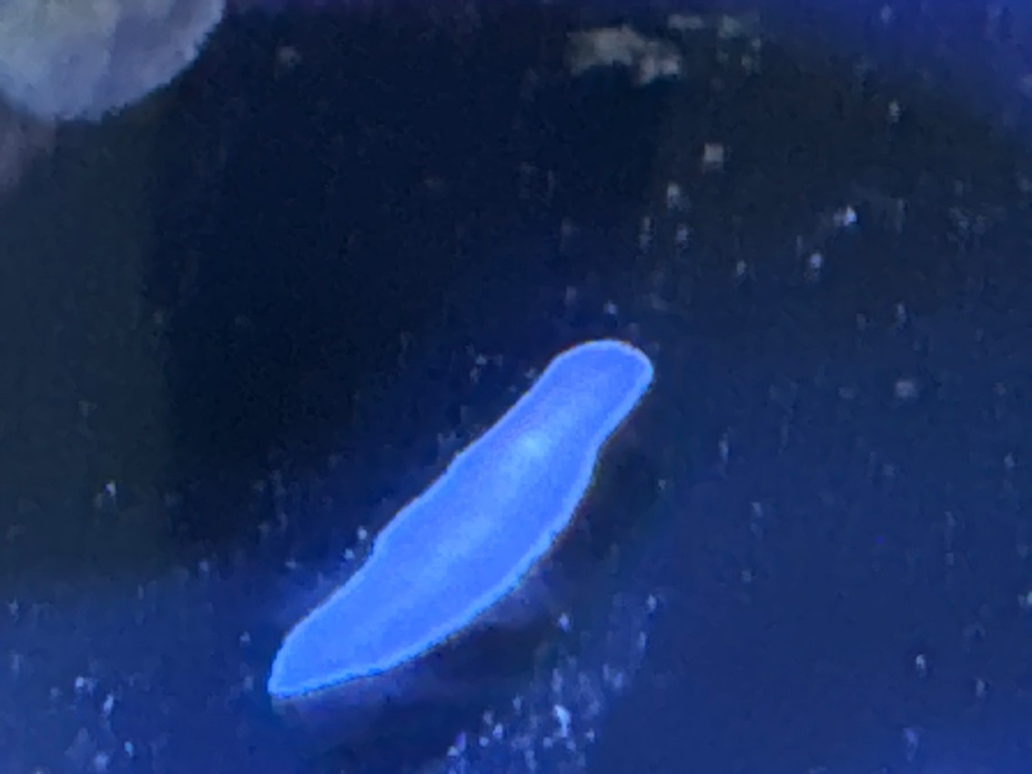 請問一下大神，這個是什么外星生物??？