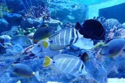 徐州水族館vs祥龍魚場（徐州水族館與祥龍魚場各有特色）