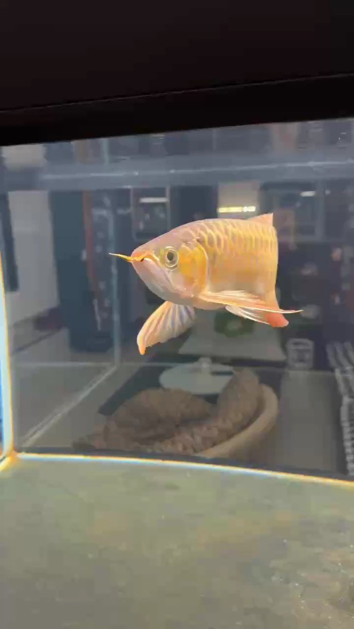 6700k 6700k 龍魚論壇
