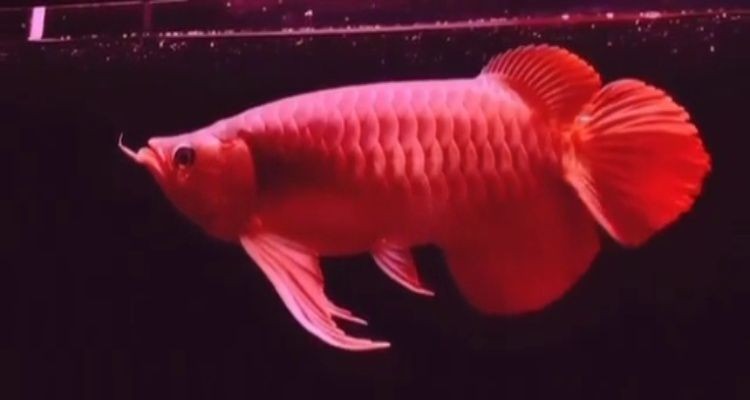 北京花瓣坊花店 北京花瓣坊花店 全國水族館企業(yè)名錄 第2張
