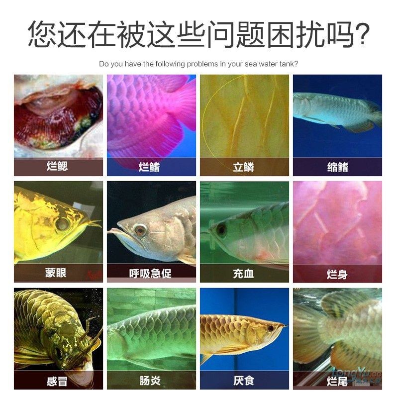 龍魚爛鰭爛尾用什么藥治療vs祥龍魚場：祥龍魚場的龍魚品種介紹