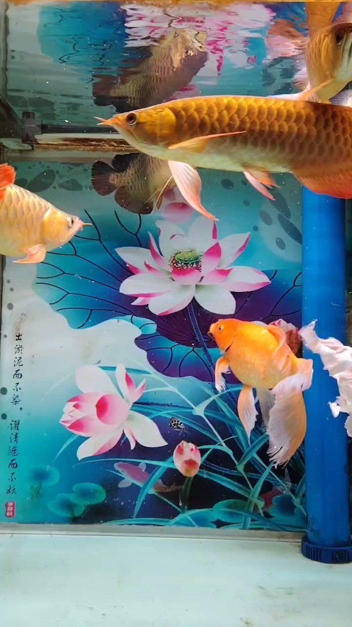 養龍魚，金龍紅龍魚哎一般般。雞肋啊。