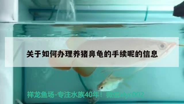 關于如何辦理養豬鼻龜的手續呢的信息 關于如何辦理養豬鼻龜的手續呢的信息 豬鼻龜百科