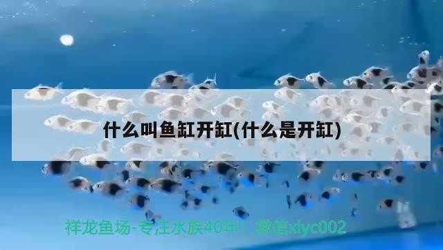 太原市萬柏林區晉宏偉水族器材店 太原市萬柏林區晉宏偉水族器材店 全國水族館企業名錄 第2張