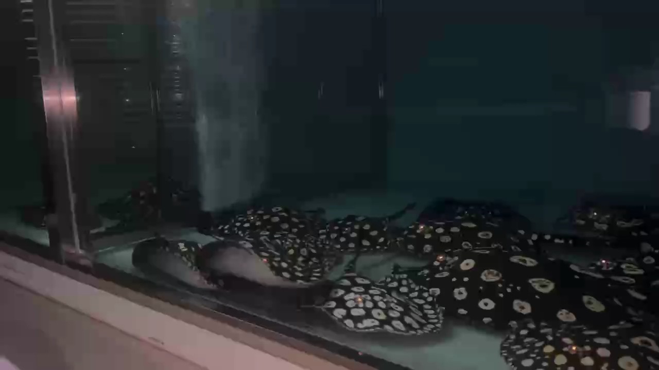三分鐘完事不拖泥帶水的 三分鐘完事不拖泥帶水的 龍魚(yú)論壇