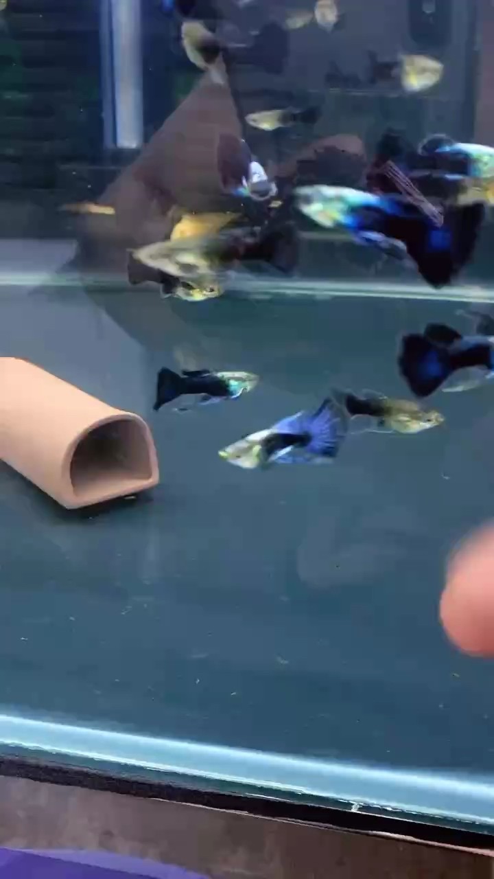 藍冰大c孔雀魚