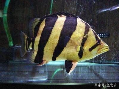 虎魚打轉(zhuǎn)是怎么回事：虎魚打轉(zhuǎn)可能由多種原因引起，