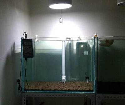 8040的魚缸有多少升水：80厘米長(zhǎng)、40厘米寬的魚缸可以使用以下公式計(jì)算 8040的魚缸有多少升水：80厘米長(zhǎng)、40厘米寬的魚缸可以使用以下公式計(jì)算 魚缸百科 第1張