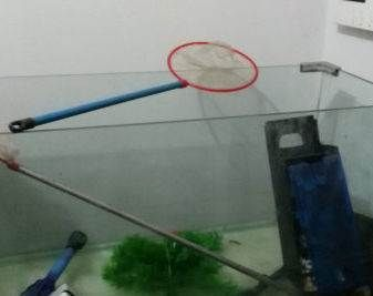 8040的魚缸有多少升水：80厘米長(zhǎng)、40厘米寬的魚缸可以使用以下公式計(jì)算 8040的魚缸有多少升水：80厘米長(zhǎng)、40厘米寬的魚缸可以使用以下公式計(jì)算 魚缸百科 第4張