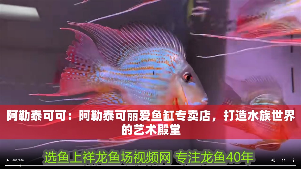 阿勒泰可可：阿勒泰可麗愛魚缸專賣店，打造水族世界的藝術殿堂