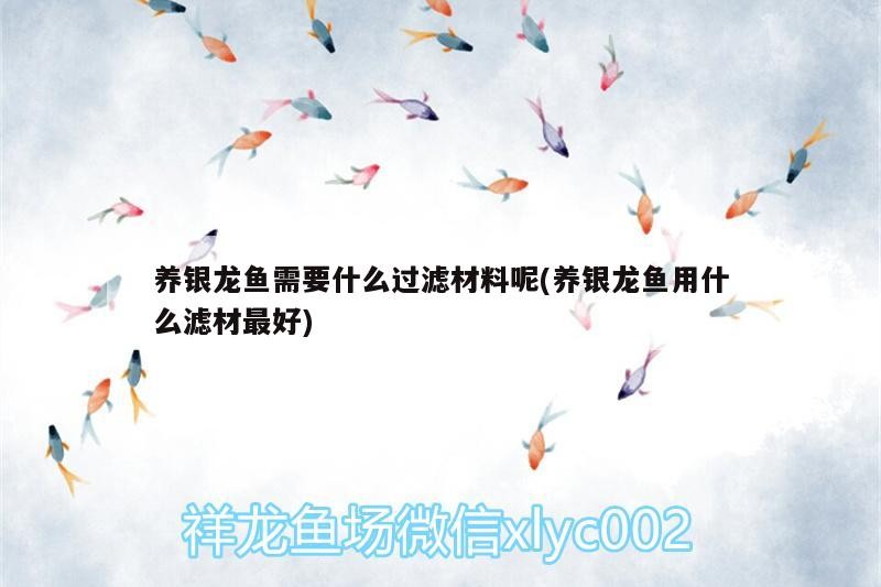 養銀龍魚需要什么過濾材料呢(養銀龍魚用什么濾材最好) 養銀龍魚需要什么過濾材料呢(養銀龍魚用什么濾材最好) 銀龍魚百科