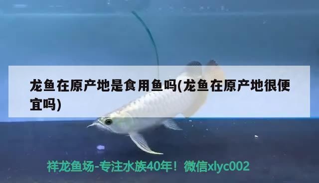 龍魚食用魚vs祥龍魚場：如何辨別龍魚食用魚與祥龍魚場特色介紹