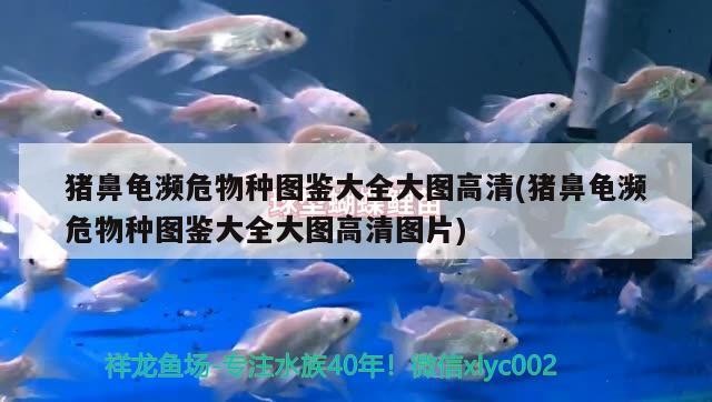 魚缸用增氧泵價(jià)格是多少:魚缸增氧機(jī)-xtrac增氧機(jī)-xtrac增氧機(jī) 豬鼻龜瀕危物種圖鑒大全大圖高清(豬鼻龜瀕危物種圖鑒大全大圖高清圖片) 豬鼻龜百科 豬鼻龜瀕危物種圖鑒大全大圖高清(豬鼻龜瀕危物種圖鑒大全大圖高清圖片) 豬鼻龜瀕危物種圖鑒大全大圖高清(豬鼻龜瀕危物種圖鑒大全大圖高清圖片) 豬鼻龜百科