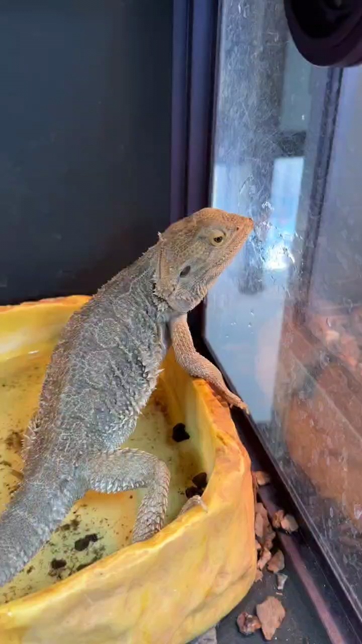 出鬃獅蜥各種苗子抖音