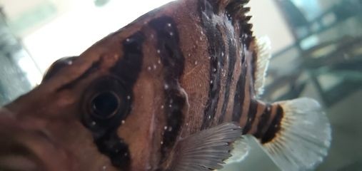 虎魚身上長白點怎么治療視頻：虎魚身上長白點怎么治療 虎魚身上長白點怎么治療視頻：虎魚身上長白點怎么治療 虎魚百科 第1張
