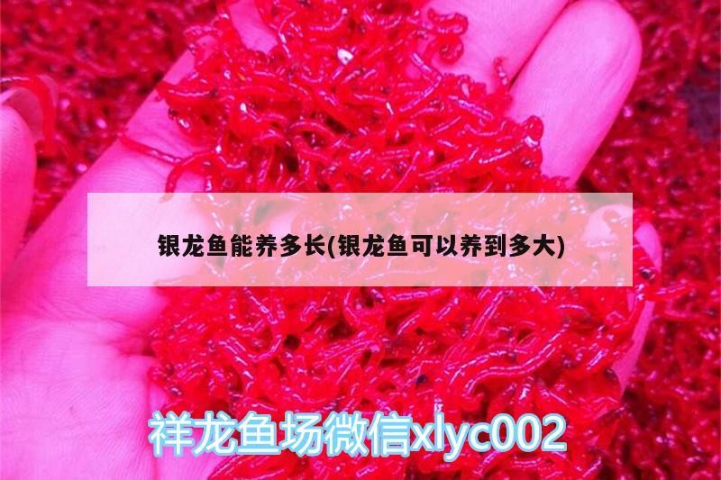 銀龍魚能養多長(銀龍魚可以養到多大)