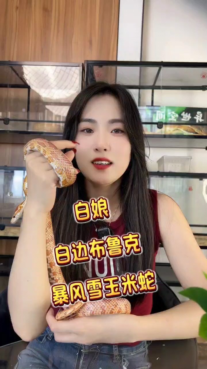紅龍魚用黃燈烤有用嗎 白色的蛇你更喜歡哪種 龍魚論壇 白色的蛇你更喜歡哪種 白色的蛇你更喜歡哪種 龍魚論壇
