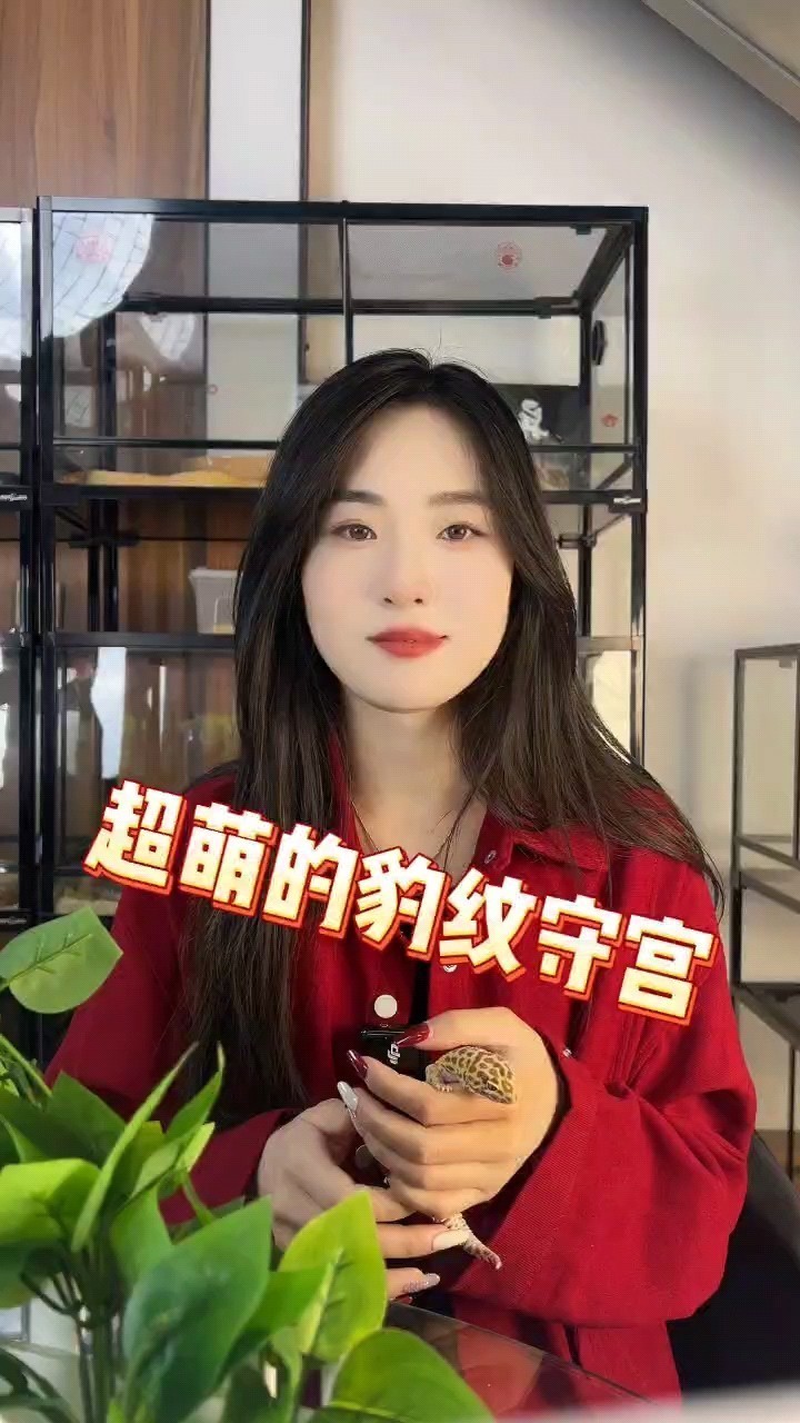 帶你了解如何飼養(yǎng)守宮