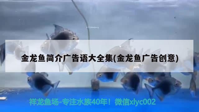 南京市六合區魚人水族店
