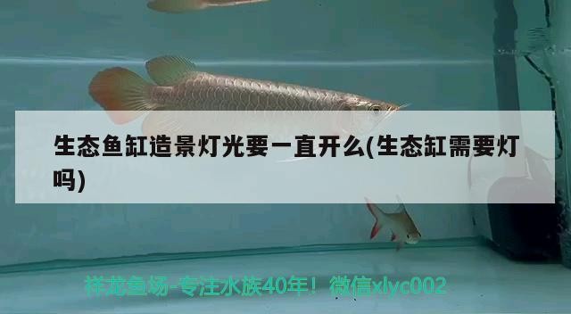生態魚缸造景燈光要一直開么(生態缸需要燈嗎)