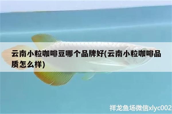 云南小?？Х榷鼓膫€(gè)品牌好(云南小?？Х绕焚|(zhì)怎么樣) 云南小?？Х榷鼓膫€(gè)品牌好(云南小?？Х绕焚|(zhì)怎么樣) 馬來西亞咖啡
