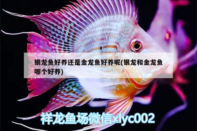 銀龍魚好養還是金龍魚好養呢(銀龍和金龍魚哪個好養) 銀龍魚好養還是金龍魚好養呢(銀龍和金龍魚哪個好養) 銀龍魚百科