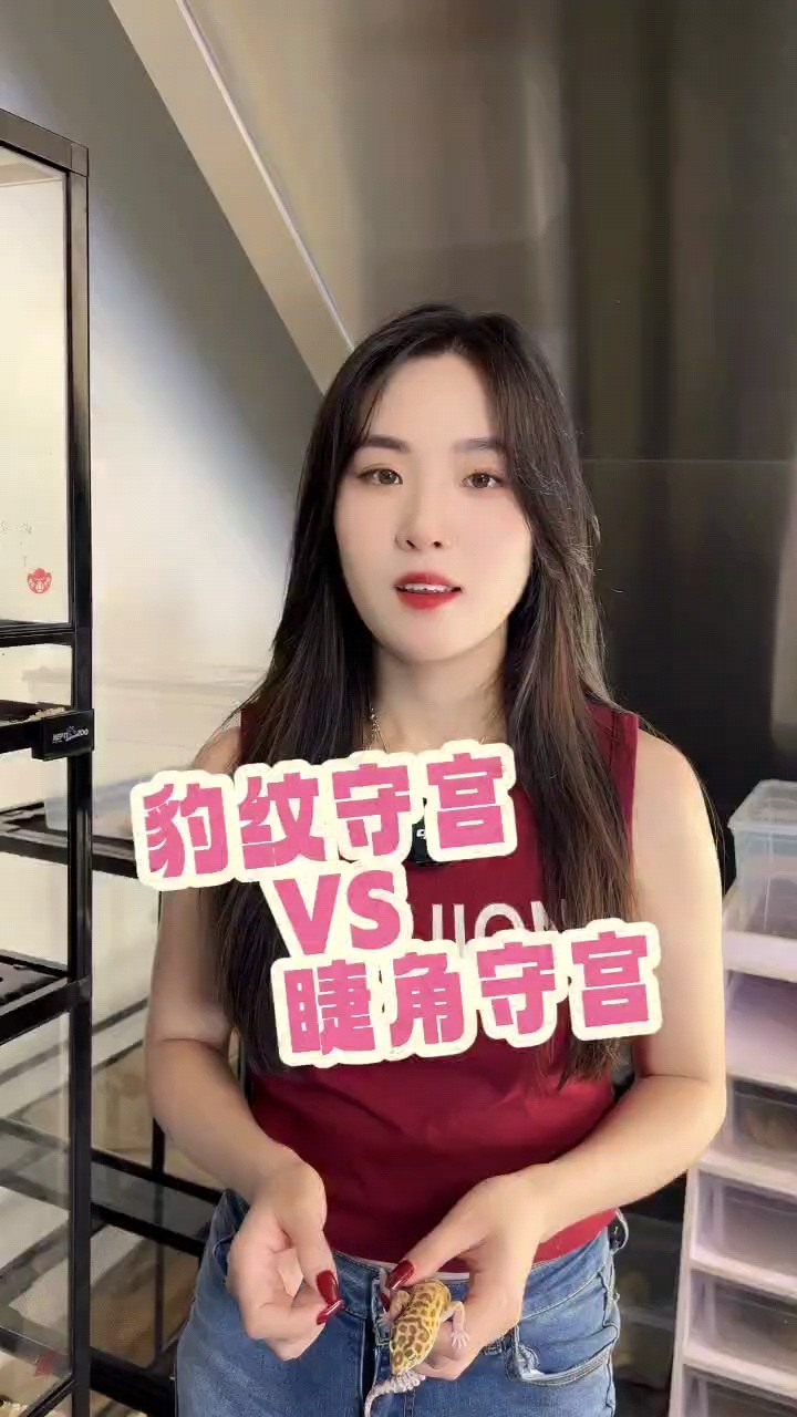 豹紋守宮VS睫角守宮