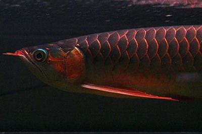 紅龍魚什么品種最好養：紅龍魚品種選擇和養殖詳細信息金龍魚號半紅龍魚價格對比