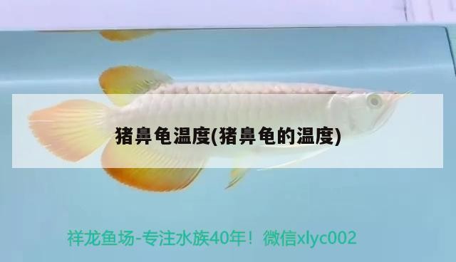 豬鼻龜溫度(豬鼻龜的溫度)