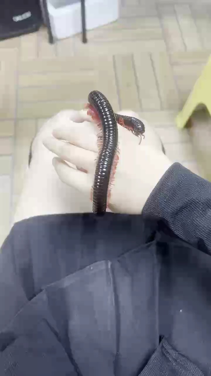 促銷出馬路自己飼養