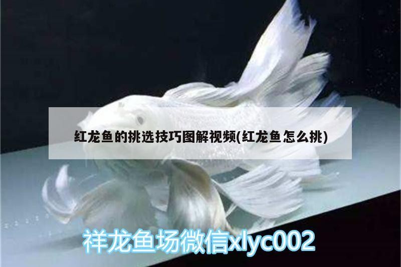淄博魚缸搬運公司電話（淄博魚缸搬運公司電話多少） 淄博魚缸搬運公司電話（淄博魚缸搬運公司電話多少） 全國水族館企業名錄 第2張