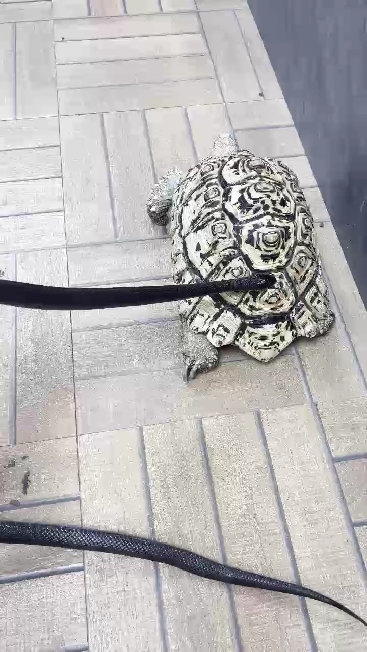 異寵喜歡的滴滴