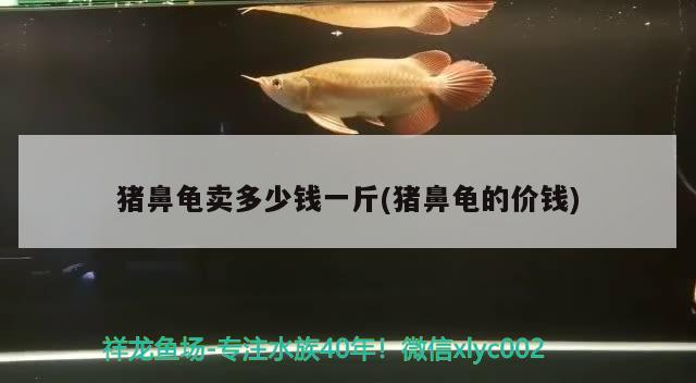 豬鼻龜賣多少錢一斤(豬鼻龜的價錢)