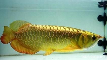 龍魚(yú)受驚嚇怎么恢復(fù)身體