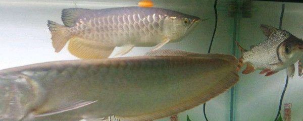 龍魚(yú)受驚嚇怎么恢復(fù)身體