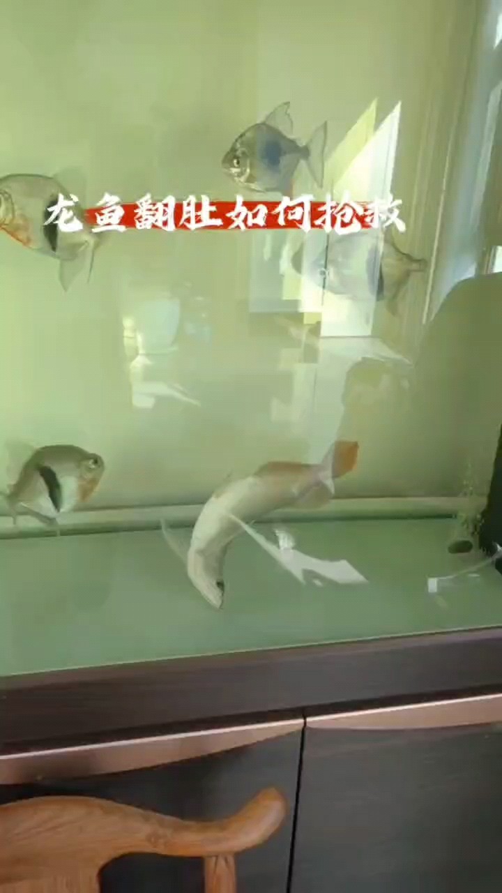 太好了龍魚翻肚救治成功吃食游動正常