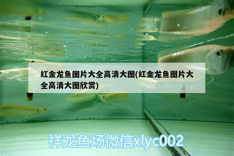 長(zhǎng)沙魚(yú)缸維修店地址電話號(hào)碼（ 長(zhǎng)沙魚(yú)缸批發(fā)市場(chǎng)在哪里） 長(zhǎng)沙魚(yú)缸維修店地址電話號(hào)碼（ 長(zhǎng)沙魚(yú)缸批發(fā)市場(chǎng)在哪里） 觀賞魚(yú)百科