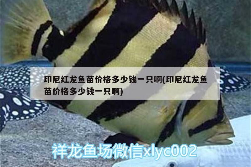 印尼紅龍魚苗價格多少錢一只啊(印尼紅龍魚苗價格多少錢一只啊) 印尼紅龍魚苗價格多少錢一只啊(印尼紅龍魚苗價格多少錢一只啊) 紅龍魚百科