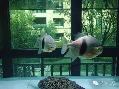 魟魚下鹽死了：魟魚可以下鹽以及下鹽的正確方法是許多養(yǎng)魚愛好者關(guān)心的問題