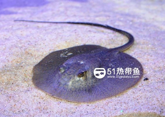 魟魚產前征兆：魟魚產前征兆主要有以下幾個方面母魟魚的產前征兆