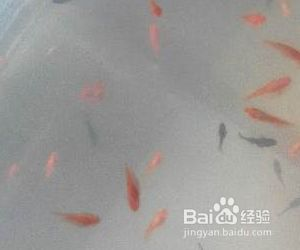 魟魚產前征兆：魟魚產前征兆主要有以下幾個方面母魟魚的產前征兆