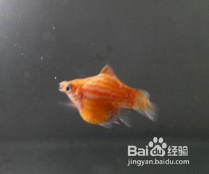 魟魚產前征兆：魟魚產前征兆主要有以下幾個方面母魟魚的產前征兆