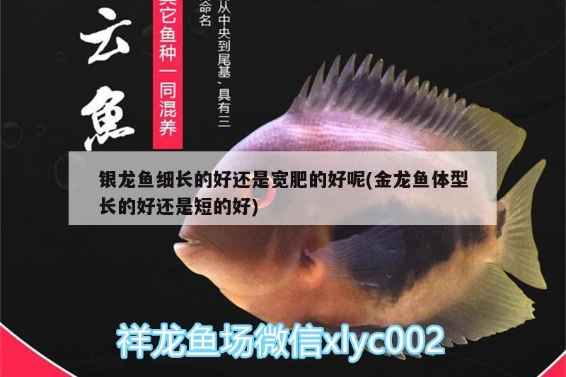 銀龍魚細長的好還是寬肥的好呢(金龍魚體型長的好還是短的好) 銀龍魚細長的好還是寬肥的好呢(金龍魚體型長的好還是短的好) 銀龍魚百科