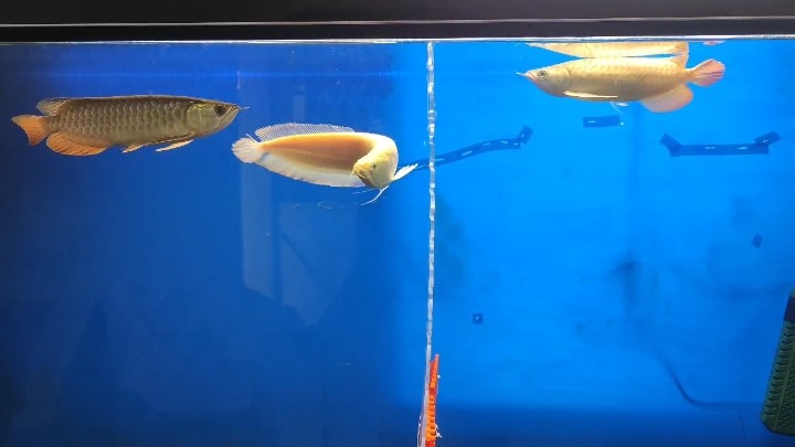魚缸過濾器選購指南:自制魚缸過濾器魚缸上置過濾器對于養魚愛好者的必備知識 隔板多久可以取掉 龍魚論壇 隔板多久可以取掉 隔板多久可以取掉 龍魚論壇